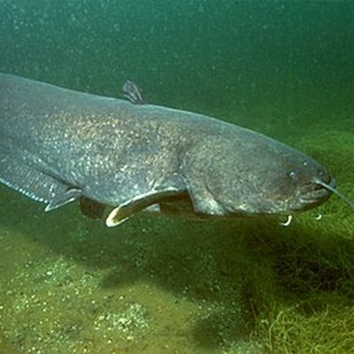 Wels catfish logo