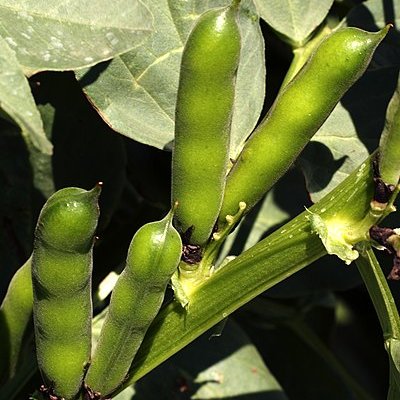 Vicia faba