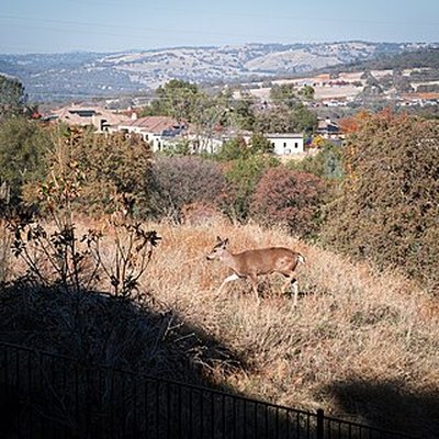 Folsom, California logo