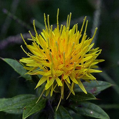 Safflower