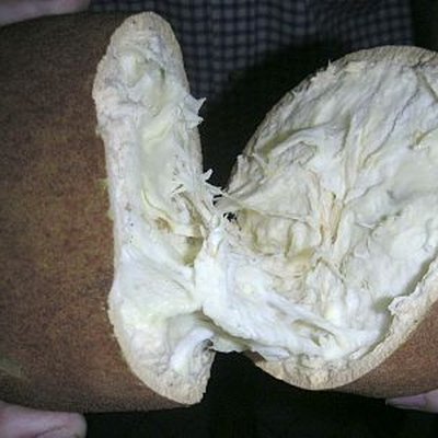 Cupuaçu