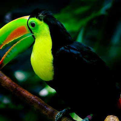 Woodland Park Zoo