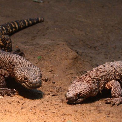 Buffalo Zoo