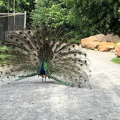 Plumpton Park Zoo