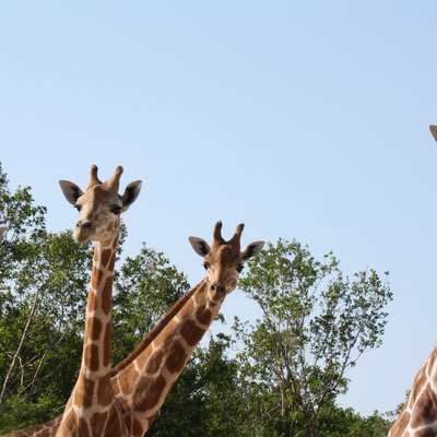 Naples Zoo