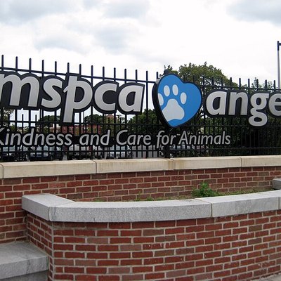 MSPCA-Angell