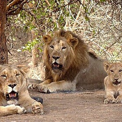 Gir Forest National Park