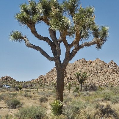 Joshua Tree National Park