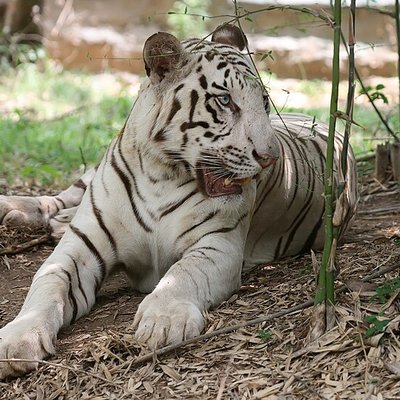 Bannerghatta National Park