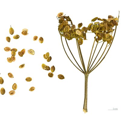 Parsnip