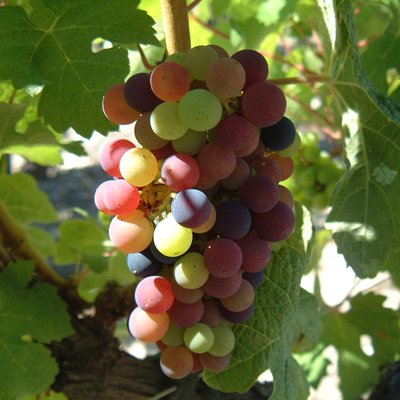 Ripening logo