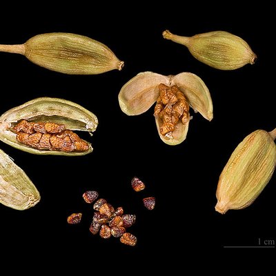 Cardamom