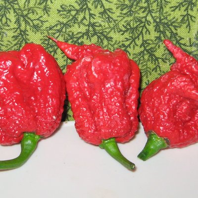 Carolina Reaper logo
