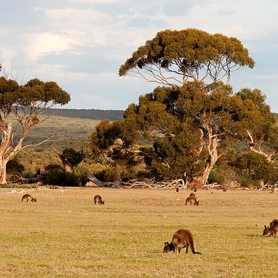 Kangaroo Island
