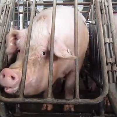Intensive pig farming logo