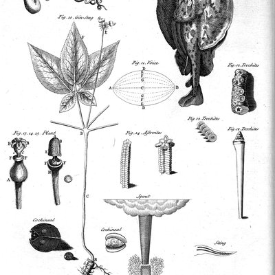 Natural history logo