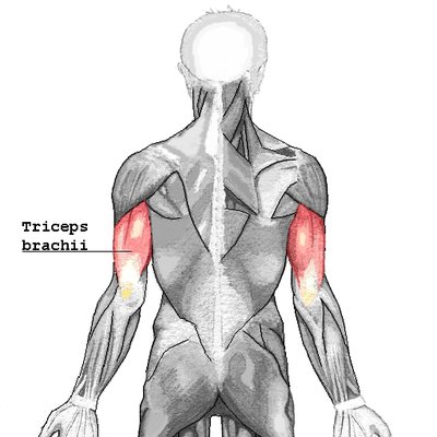 Triceps brachii muscle logo