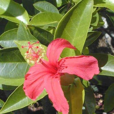 Hibiscus