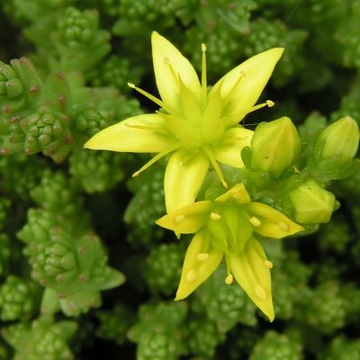 Sedum