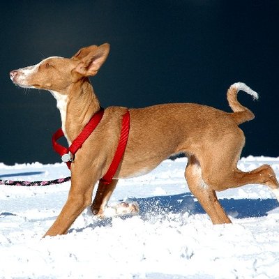Ibizan Hound