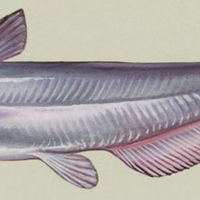 Blue catfish