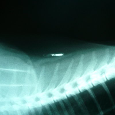Microchip implant (animal) logo