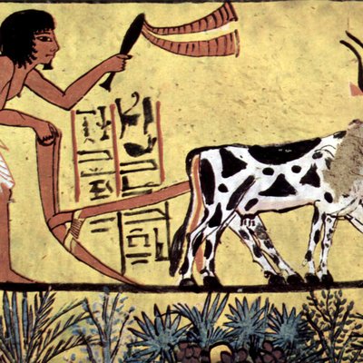 Cattle feeding logo