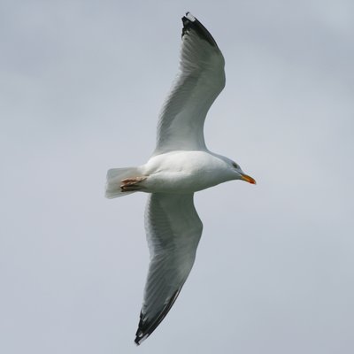 Jonathan Livingston Seagull