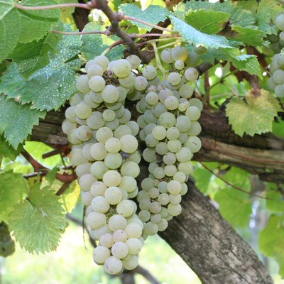 Pecorino (grape)