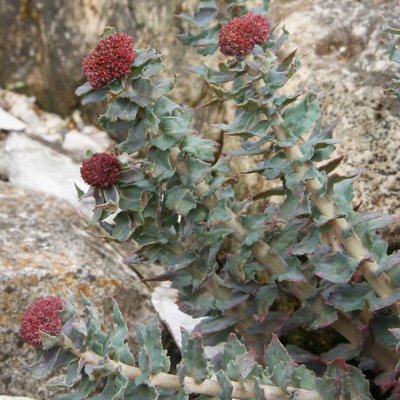 Rhodiola