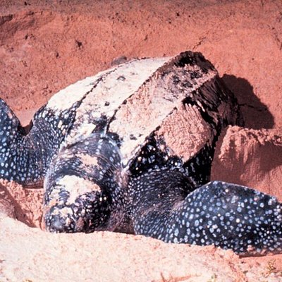 Leatherback sea turtle