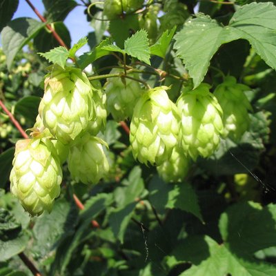 Humulus lupulus