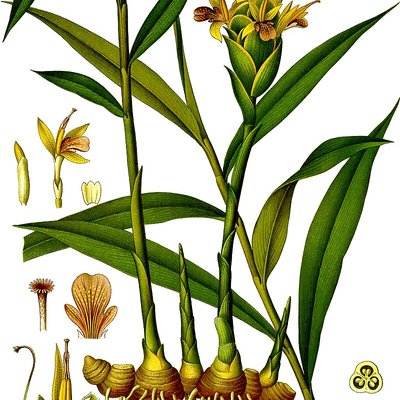 Zingiber