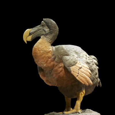 Dodò logo