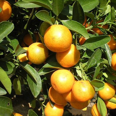 Kumquat