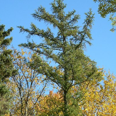 Larix laricina