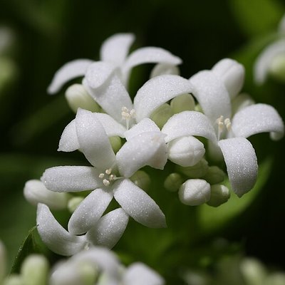Galium odoratum