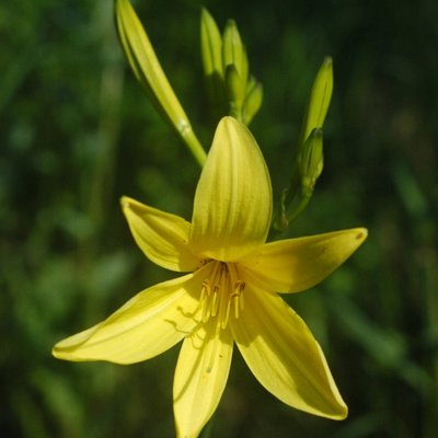 Daylily
