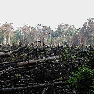 Rainforest Action Network