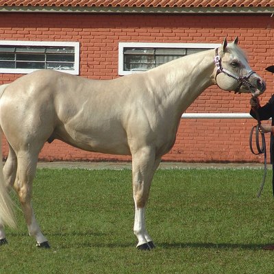 Halter (horse show) logo