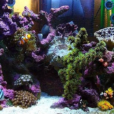 SaltwaterAquarium.com