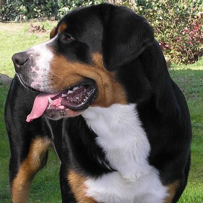 Greater Swiss Mountain Dog