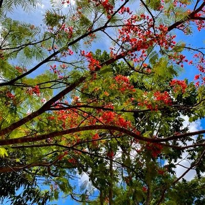 Parque da Cidade