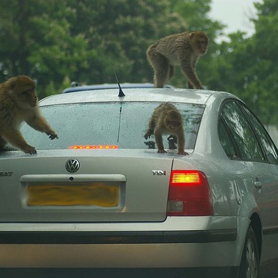 Woburn Safari Park