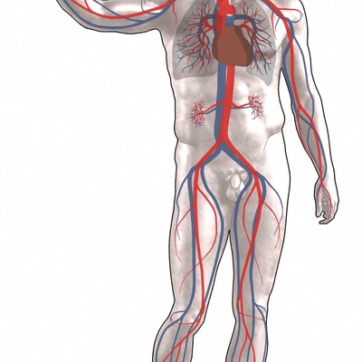 Circulatory system logo