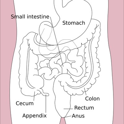 Human gastrointestinal tract logo