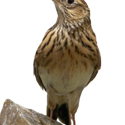 LARK logo