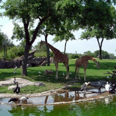 Busch Gardens
